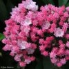 Kalmia Latifolia You Can - Laurier Des Montagnes En Camaieu De Rose -Promos Jardin Bulbes Magasin kalmia latifolia you can 781987 1