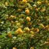 Kerria Japonica 'Pleniflora' -Promos Jardin Bulbes Magasin keria japonica pleniflora ld the consotium 7803 1