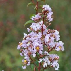 Lagerstroemia Camaïeu D'Eté - Lilas Des Indes