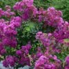 Lagerstroemia Indica Violet D'Eté Indyvio - Lilas Des Indes Violine -Promos Jardin Bulbes Magasin lagerstroemia indica Violet d Ete indyvio 81391 1
