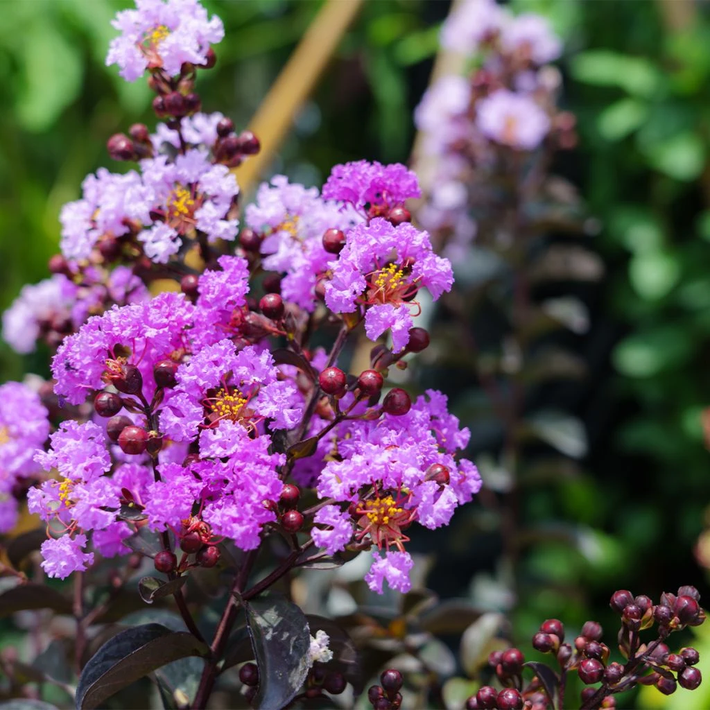 Lagerstroemia Indica Black Diamond Lavender Lace - Lilas Des Indes 3 Lagerstroemia Indica Black Diamond Lavender Lace - Lilas Des Indes