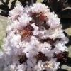 Lagerstroemia Indica Black Solitaire® (Black Diamond) Blush - Lilas Des Indes -Promos Jardin Bulbes Magasin lagerstroemia indica black solitaire blush 86041 1 1
