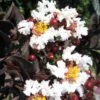 Lagerstroemia Indica Black Solitaire (Black Diamond) Pure White - Lilas Des Indes -Promos Jardin Bulbes Magasin lagerstroemia indica black solitaire pure white 86043 1 1