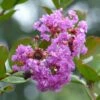 Lagerstroemia Indica Petite Canaille Mauve - Lilas Des Indes Mauve -Promos Jardin Bulbes Magasin lagerstroemia indica mauve 781975 1