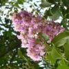 Lagerstroemia Indica Mauve - Lilas Des Indes -Promos Jardin Bulbes Magasin lagerstroemia indica rose ld abbamouse 7623 1