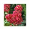 Lagerstroemia Indica Rubra - Lilas Des Indes -Promos Jardin Bulbes Magasin lagerstroemia indica rubra 85978 1