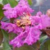 Lagerstroemia Indica Summer Beauty Centennial - Lilas Des Indes -Promos Jardin Bulbes Magasin lagerstroemia indica summer beauty centennial 85956 1