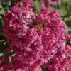 Lagerstroemia Indica Summer Beauty Velma's Royal Delight - Lilas Des Indes -Promos Jardin Bulbes Magasin lagerstroemia indica summer beauty velma s royal delight 85959 1