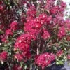 Lagerstroemia Indica Summer Charm Arapaho - Lilas Des Indes -Promos Jardin Bulbes Magasin lagerstroemia indica summer charm arapaho 85953 1
