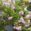 Lagerstroemia Indica Summer Charm Hopi - Lilas Des Indes -Promos Jardin Bulbes Magasin lagerstroemia indica summer charm hopi 85954 1