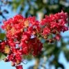 Lagerstroemia Indica Summer Charm Tuscarora - Lilas Des Indes -Promos Jardin Bulbes Magasin lagerstroemia indica summer charm tuscarora 85955 1