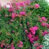 Lagerstroemia Mimie Fuchsia - Lilas De Indes Couvre-sol -Promos Jardin Bulbes Magasin lagerstroemia mimie fuchsia 85803 1