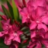 Laurier Rose Italia - Nerium Oleander -Promos Jardin Bulbes Magasin laurier rose italia nerium oleander copyright 870492 1