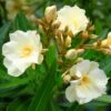 Laurier Rose Luteum Plenum - Nerium Oleander -Promos Jardin Bulbes Magasin laurier rose luteum plenum nerium oleander copyright 870561 1