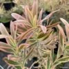 Leucadendron Jester -Promos Jardin Bulbes Magasin leucadendron Jester IF 16677 1