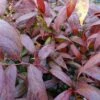 Leucothoe Walteri Royal Ruby -Promos Jardin Bulbes Magasin leucothoe walteri royal ruby 1002651 1