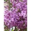 Lilas - Syringa Chinensis Saugeana -Promos Jardin Bulbes Magasin lilas saugeana 3922