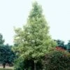 Liquidambar Styraciflua Albomarginata Manon - Copalme D'Amérique -Promos Jardin Bulbes Magasin liquidambar styraciflua albomarginata manon 84136 1