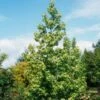 Liquidambar Styraciflua Thea - Copalme D'Amérique -Promos Jardin Bulbes Magasin liquidambar styraciflua thea 84140 1