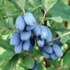 Lonicera Caerulea Boreal Beauty - Camérisier Bleu -Promos Jardin Bulbes Magasin lonicera boreal beast 15062 1