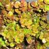 Chèvrefeuille Rampant Little Honey - Lonicera Crassifolia -Promos Jardin Bulbes Magasin lonicera crassifolia little honey 84143 1
