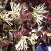 Loropetalum Chinense Ruby Snow -Promos Jardin Bulbes Magasin loropetalum chinense ruby snow 86120 1