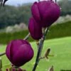 Magnolia Black Tulip -Promos Jardin Bulbes Magasin magnolia black tulip 781690 1