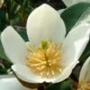 Magnolia Dianica Summer Snowflake - Michelia -Promos Jardin Bulbes Magasin magnolia dianica summer sunflake 84158 3