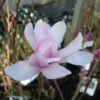 Magnolia Loebneri Leonard Messel -Promos Jardin Bulbes Magasin magnolia messel 7903 1