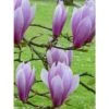 Magnolia - Magnolia X Soulangeana Andre Leroy 1 Magnolia - Magnolia X Soulangeana Andre Leroy -Promos Jardin Bulbes Magasin magnolia x soulangeana andre leroy 1007262 1