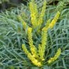 Mahonia Soft Caress - Mahonia Hybride -Promos Jardin Bulbes Magasin mahonia soft caress 0525 1