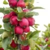 Malus Appletini (Gulliver) - Pommier D'ornement -Promos Jardin Bulbes Magasin malus appletini gulliver 15594 1