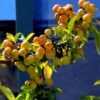 Pommier D'ornement - Malus Golden Hornet -Promos Jardin Bulbes Magasin malus golden hornet 80068 3