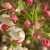 Pommier D'ornement - Malus Perpetu Evereste 1 Pommier D'ornement - Malus Perpetu Evereste -Promos Jardin Bulbes Magasin malus perpetu evereste 7873 1