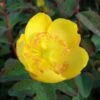 Hypericum Dummeri Peter Dummer - Millepertuis -Promos Jardin Bulbes Magasin millepertuis hypericum dummeri peter dummer 7540 1