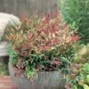 Nandina Domestica Red Light - Bambou Sacré Nain -Promos Jardin Bulbes Magasin nandina domestica red light copyright 19323 1