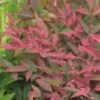 Nandina Obsessed Seika - Bambou Sacré -Promos Jardin Bulbes Magasin nandina seika 781683 5