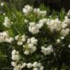 Laurier Rose - Nerium Oleander Blanc -Promos Jardin Bulbes Magasin nerium oleander blanc 833818 1