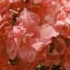 Laurier Rose - Nerium Oleander Rose Saumon Double -Promos Jardin Bulbes Magasin nerium oleander rose saumon double 83384 1