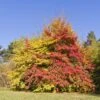 Arbre De Fer - Parrotia Persica -Promos Jardin Bulbes Magasin parrotia persica 781764 1