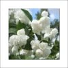 Seringat Blanc - Philadelphus Albâtre -Promos Jardin Bulbes Magasin philadelphus albatre 84187 1