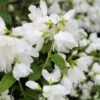 Philadelphus Little White Love - Seringat Nain.