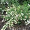 Seringat - Philadelphus Snowbelle -Promos Jardin Bulbes Magasin philadelphus snowbelle 1001572 1