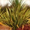 Lin De Nouvelle-Zélande - Phormium Apricot Queen -Promos Jardin Bulbes Magasin phormium apricot queen 100756 1
