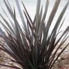Phormium Dark Delight - Lin De Nouvelle-Zélande -Promos Jardin Bulbes Magasin phormium dark delight 83888 1