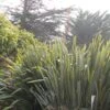 Phormium Tenax - Lin De Nouvelle-Zélande -Promos Jardin Bulbes Magasin phormium tenax 835162 1