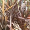 Phormium Tenax Purpureum - Lin De Nouvelle-Zélande -Promos Jardin Bulbes Magasin phormium tenax purpureum pot de 3l 83517 1