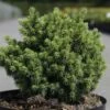Épicéa - Picea Abies Jalako Gold -Promos Jardin Bulbes Magasin picea abies jalako gold 100767 1