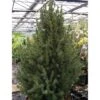Picea Glauca December - Épinette Blanche -Promos Jardin Bulbes Magasin picea glauca december 85220 1