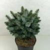 Épicéa De Sitka - Picea Sitchensis Silberzwerg -Promos Jardin Bulbes Magasin picea sitchensis silberzwerg 100779 1